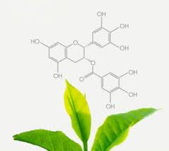 ساختار-چای-گیاه-شناسی.