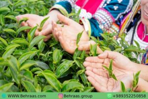 فروش عمده چای لاهیجان